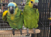 Super tame blue fronted amazon parrots