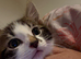 Tabby kittens️