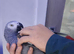 Super chatty and Super tame African Grey