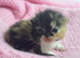 3 beautiful exotic kittens