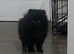 Russian Pomeranian