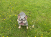 Adult French bulldog