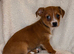 Last Girl Jack Russell x Terrier