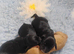 COCKER SPANIEL PUPPIES