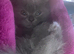Bsh kitten