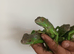 Only 4 left iguana