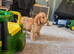 Stunning F2 labradoodles*3 left ready now*