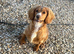 One Beautiful Apricot Cockapoo Baby.