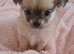 Long Coat Chihuahua puppies