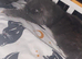 10 months old kitten