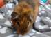 Young guinea pigs looking for new homes