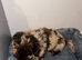 Cockapoo Male