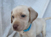 KC Labrador Puppies
