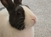 Dutch rabbit male