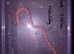 3 stunning corn snakes