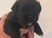 Beautiful Shih Tzu cross Lhasa Apso puppies