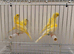 2926 canaries available
