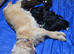 Australian Labradoodle Puppies
