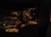 5 month kitten for rehoming