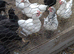 Poultry sale