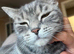 British shorthair x Scottish straight for rehome