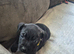 Adorable staffy puppy
