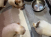 Malshi puppies teacup size xs