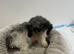 Long haired Dachshund
