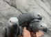 Handreared Friendly Super Tame Cuddly African Grey Parrot,29