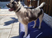 Fur Baby Boutique luxury 1to1 pet grooming