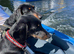 Miniature dachshund puppy's for sale