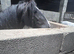 To make 15.2hh 4 year old heavy cob gelding