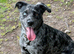 Collie cross Labrador