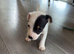 Jack russel puppies