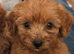 Cockapoo