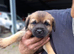 Border terrier pup's two dogs & two biches.