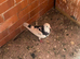 Pair of Healthy Birmingham Roller Pigeons