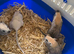 Baby gerbils