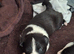 border collie puppies