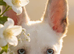 Beautiful white German Shepherd cross mali
