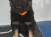German Shepherd Puppies
