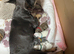 Puppies of French bulldog