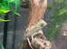 Chinese Water Dragons at Birmingham Reptiles
