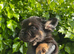 Fluffy frenchies