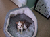 JACK TZU MALE/FEMALE PUPPIES