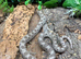 Axanthic Western Hognose at Birmingham Reptiles