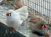 Zebra finch for sale