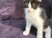 Kittens for sale