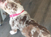 Registered English bulldog girl
