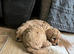 F1b cavapoo puppies
